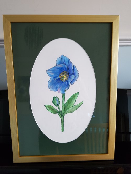 Himalayan poppy in watercolour and gouache