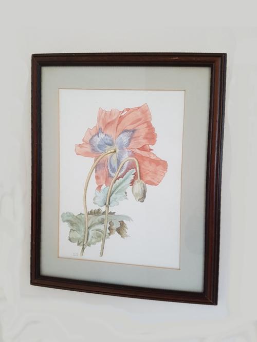 Oriental poppy in watercolours